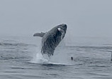 Cape Ann Whale Watch