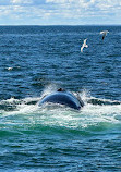 Cape Ann Whale Watch