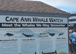 Cape Ann Whale Watch