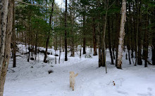 Kahshe Barrens Trail