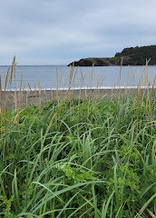 Parcheggio sul sentiero sul lungomare di OBIEC Bottle Cove