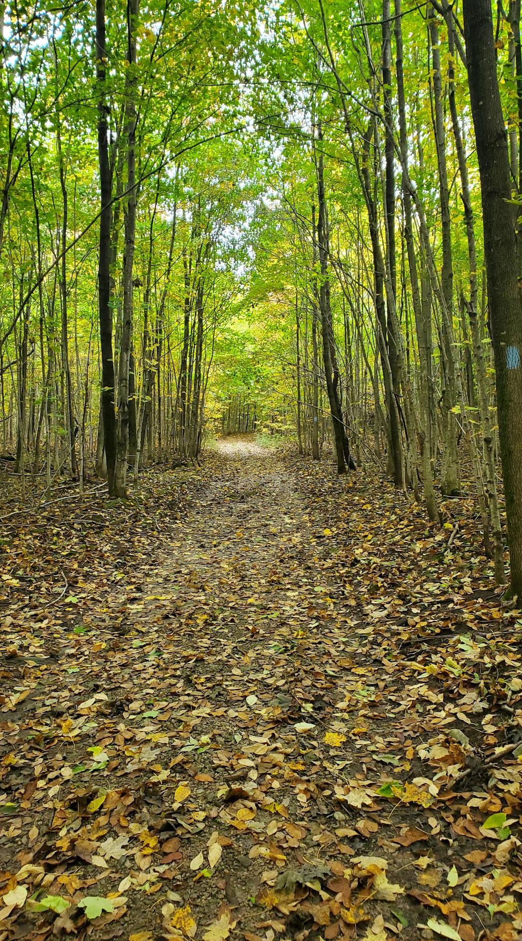 Bayview Escarpment Yan Yolu