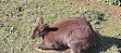 Refugio de Fauna Basondo Babeslekua