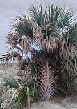 Jacksonville Beach Pier