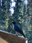 Lake Louise Ski Resort & Summer Gondola