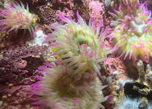 Vancouver Aquarium Café