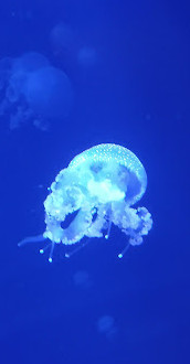 Vancouver Aquarium Café