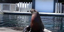 Vancouver Aquarium Café