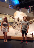 Royal Tyrrell Museum