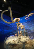 Royal Tyrrell Museum