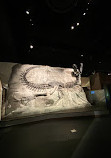 Royal Tyrrell Museum