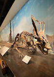 Royal Tyrrell Museum