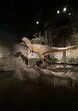 Royal Tyrrell Museum