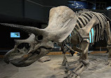 Royal Tyrrell Museum