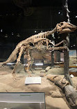 Royal Tyrrell Museum