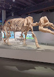 Royal Tyrrell Museum