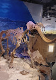 Royal Tyrrell Museum