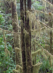 Réserve de parc national Pacific Rim - Unité de Long Beach