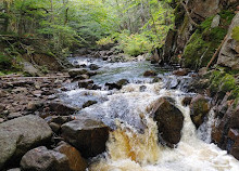 Parco nazionale degli Altipiani di Cape Breton