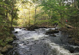 Provinciaal park Algonquin