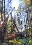 Lighthouse Park | West Vancouver