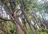 Lighthouse Park | West Vancouver