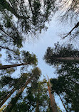 Lighthouse Park | West Vancouver