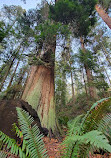 Lighthouse Park | West Vancouver