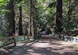 Lighthouse Park | West Vancouver