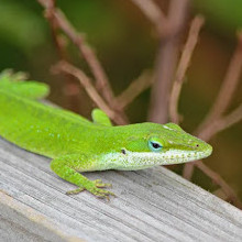 Brazoria National Wildlife Refuge