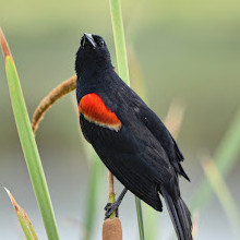 Brazoria National Wildlife Refuge