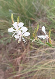 Brazoria National Wildlife Refuge