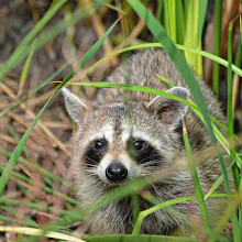 Brazoria National Wildlife Refuge