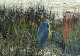 Brazoria National Wildlife Refuge