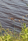 Brazoria National Wildlife Refuge