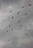 Brazoria National Wildlife Refuge