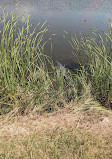 Brazoria National Wildlife Refuge