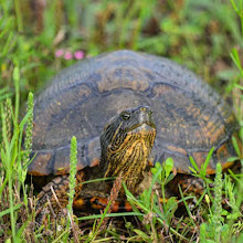 Brazoria National Wildlife Refuge