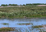 Brazoria National Wildlife Refuge