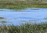 Brazoria National Wildlife Refuge