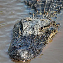 Brazoria National Wildlife Refuge