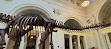 Field Museum