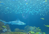 Shedd Aquarium