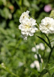 Glebe House Museum & Garden