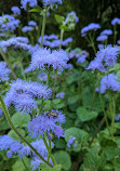 Glebe House Museum & Garden