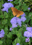 Glebe House Museum & Garden