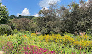 Dumbarton Oaks Museum