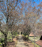 Dumbarton Oaks Museum