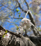 Dumbarton Oaks Museum