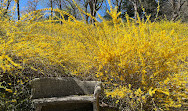 Dumbarton Oaks Museum